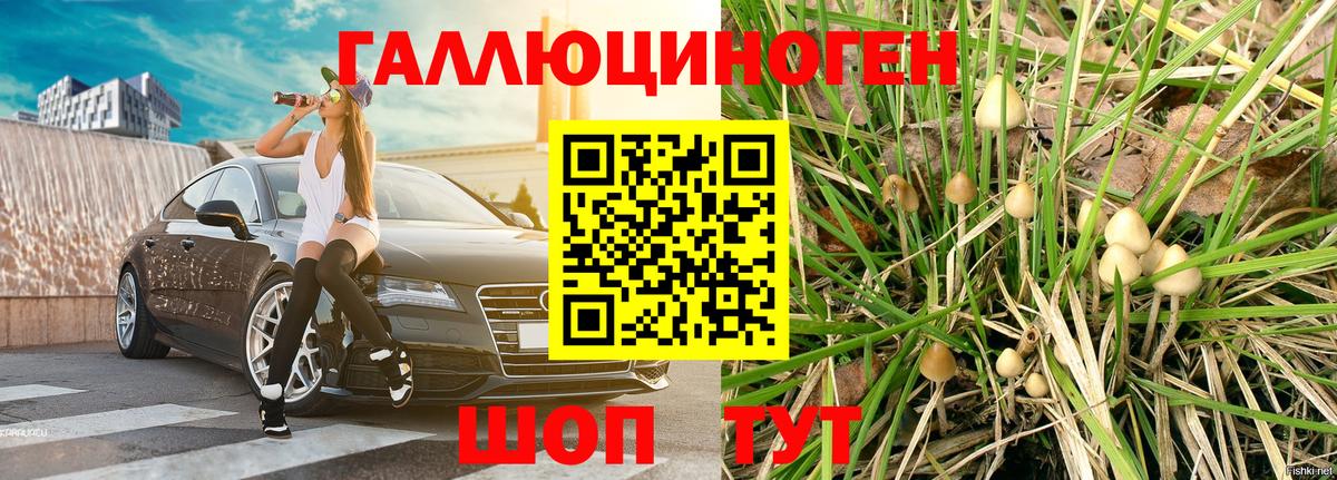 Кудрово  Псилоцибиновые грибы Psilocybe  Вход с VPN 